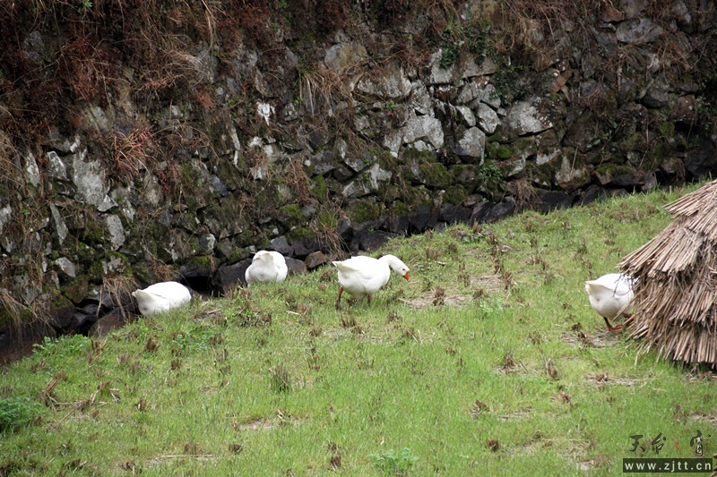 照片 018_副本.jpg