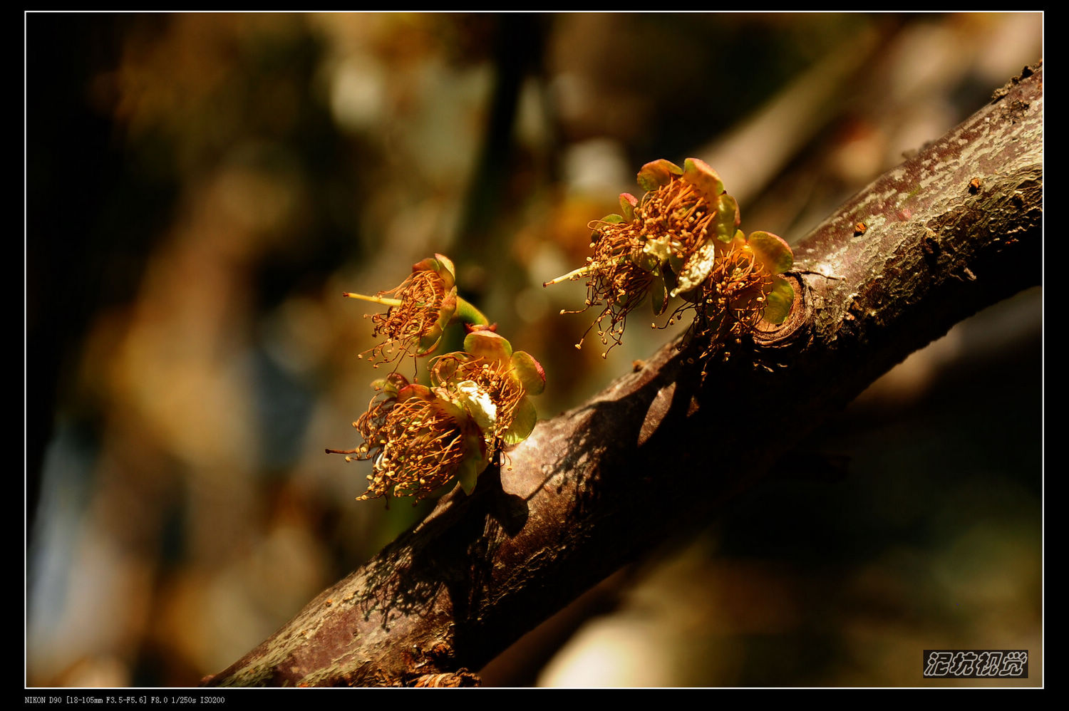 DSC_0033.jpg
