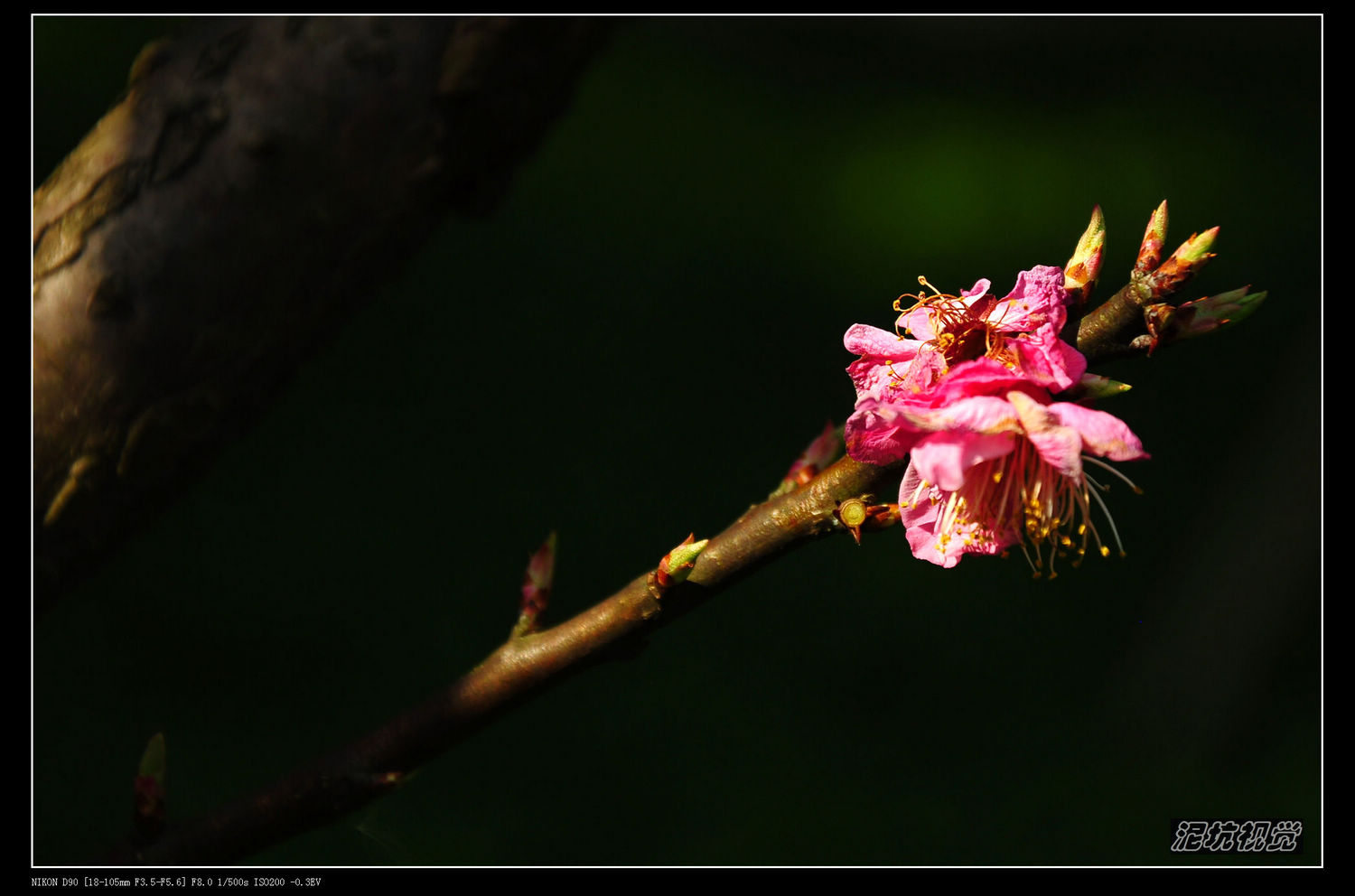 DSC_0025.jpg