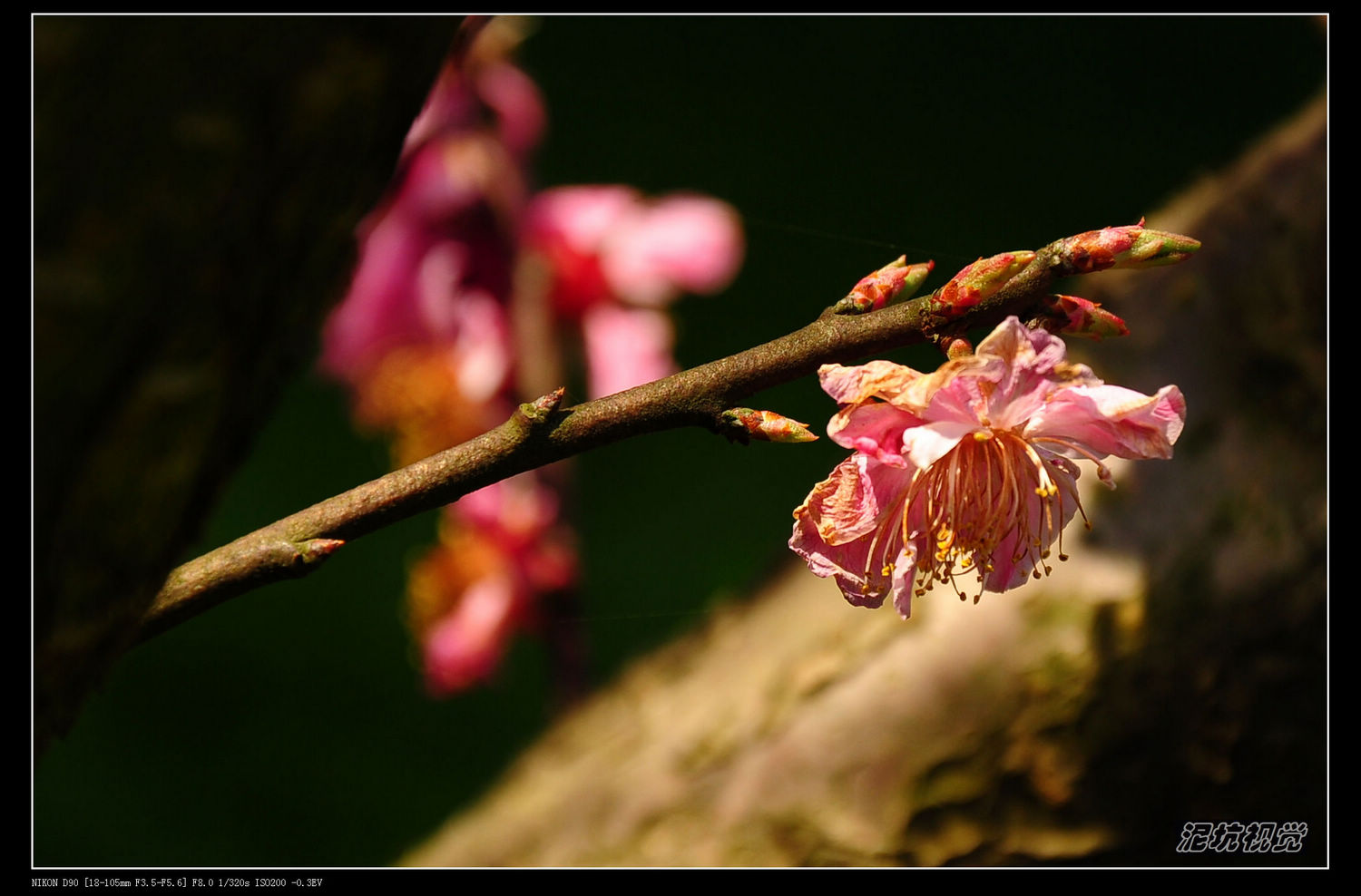 DSC_0024.jpg