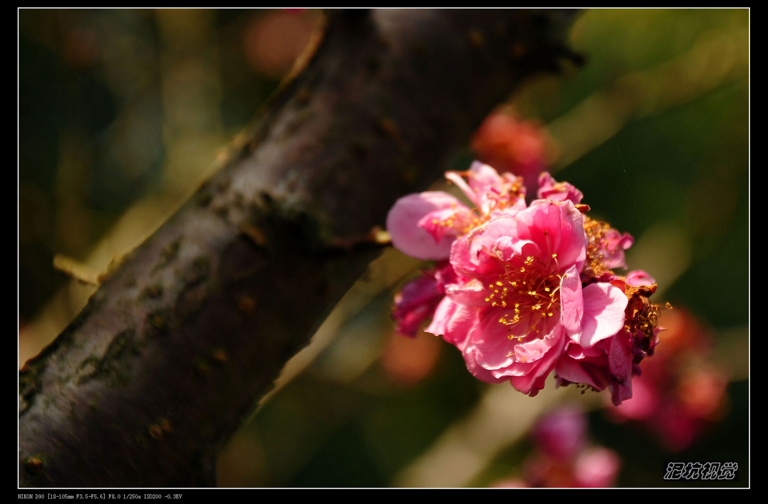 DSC_0020.jpg