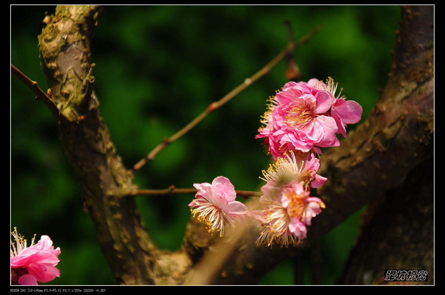 DSC_0019.jpg