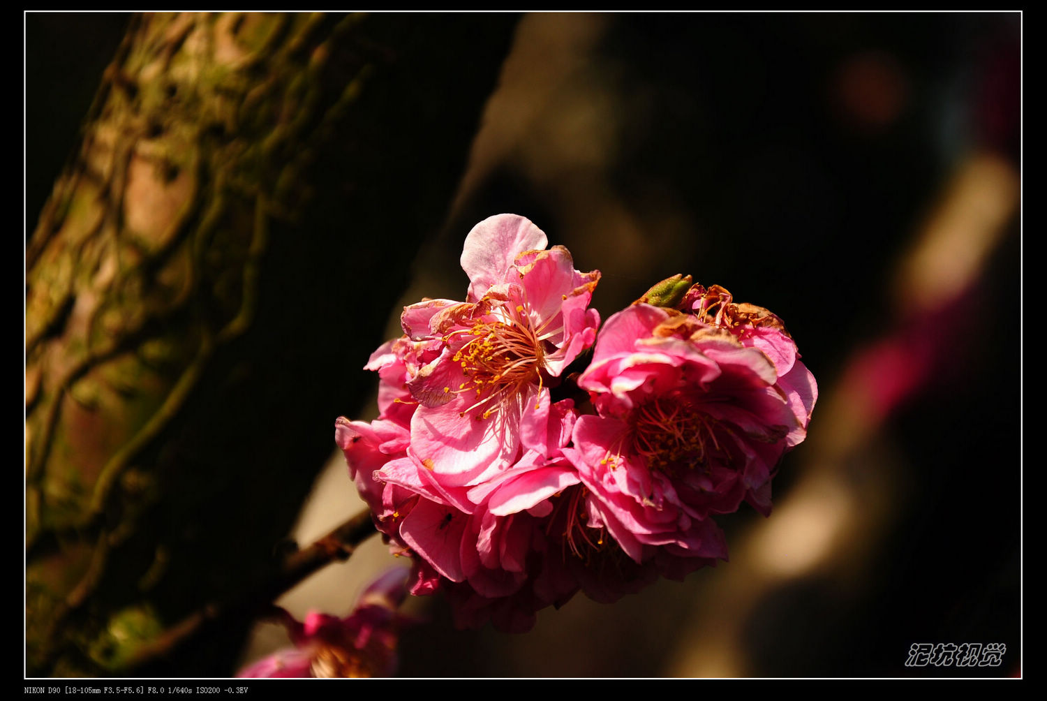 DSC_0018.jpg