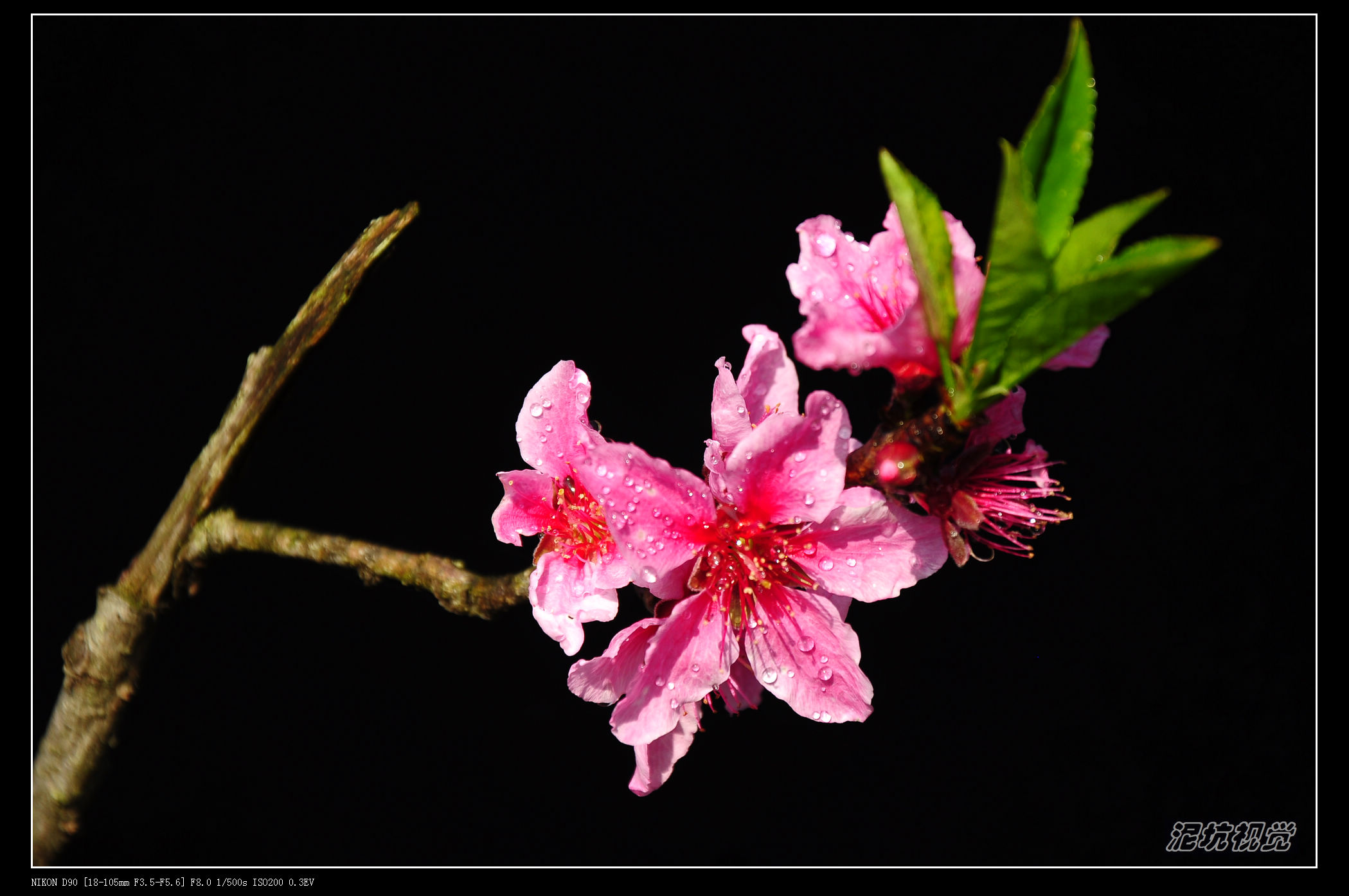 DSC_0021.jpg