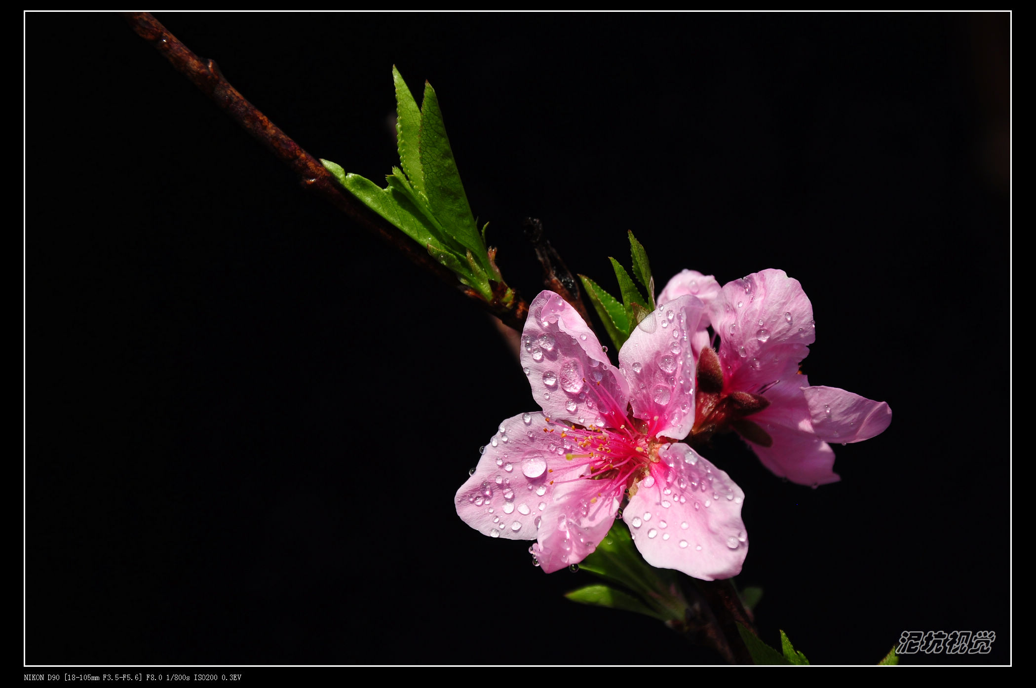 DSC_0066.jpg