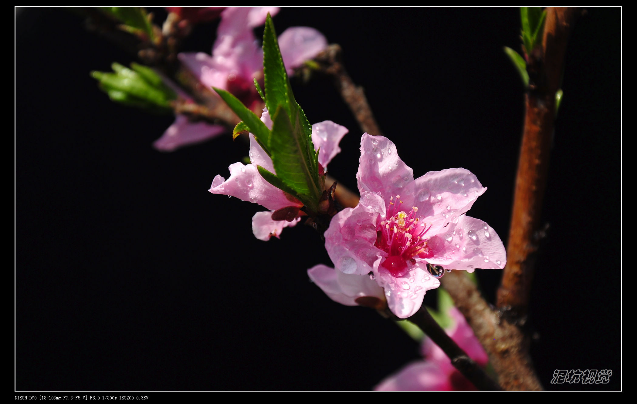 DSC_0067.jpg