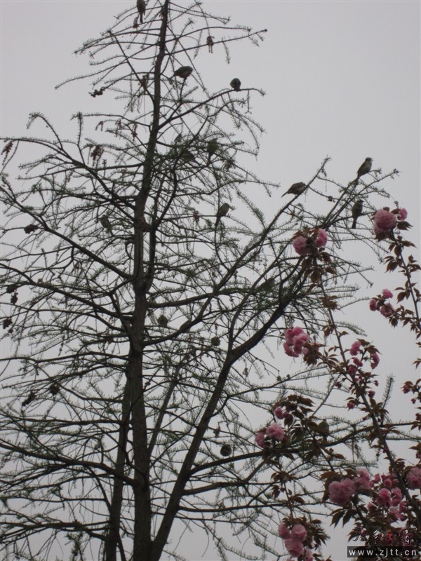 春意暖暖，数的清有几只小鸟么