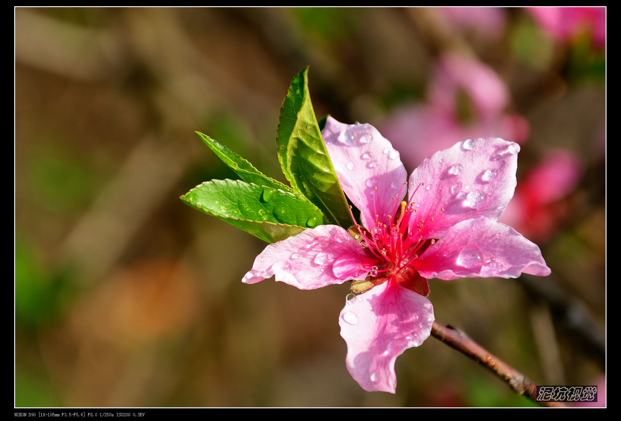 DSC_0037.jpg
