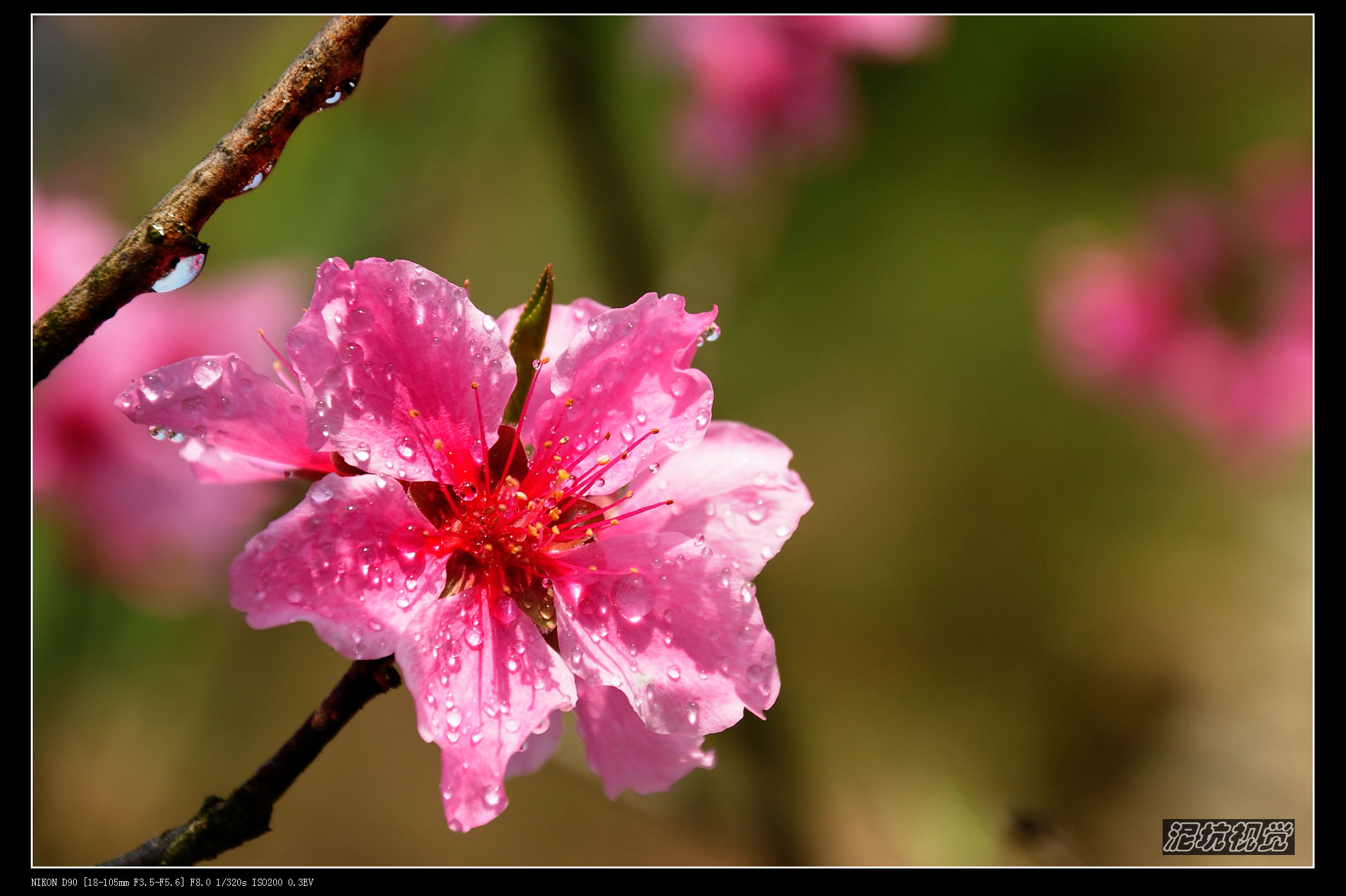 DSC_0040.jpg