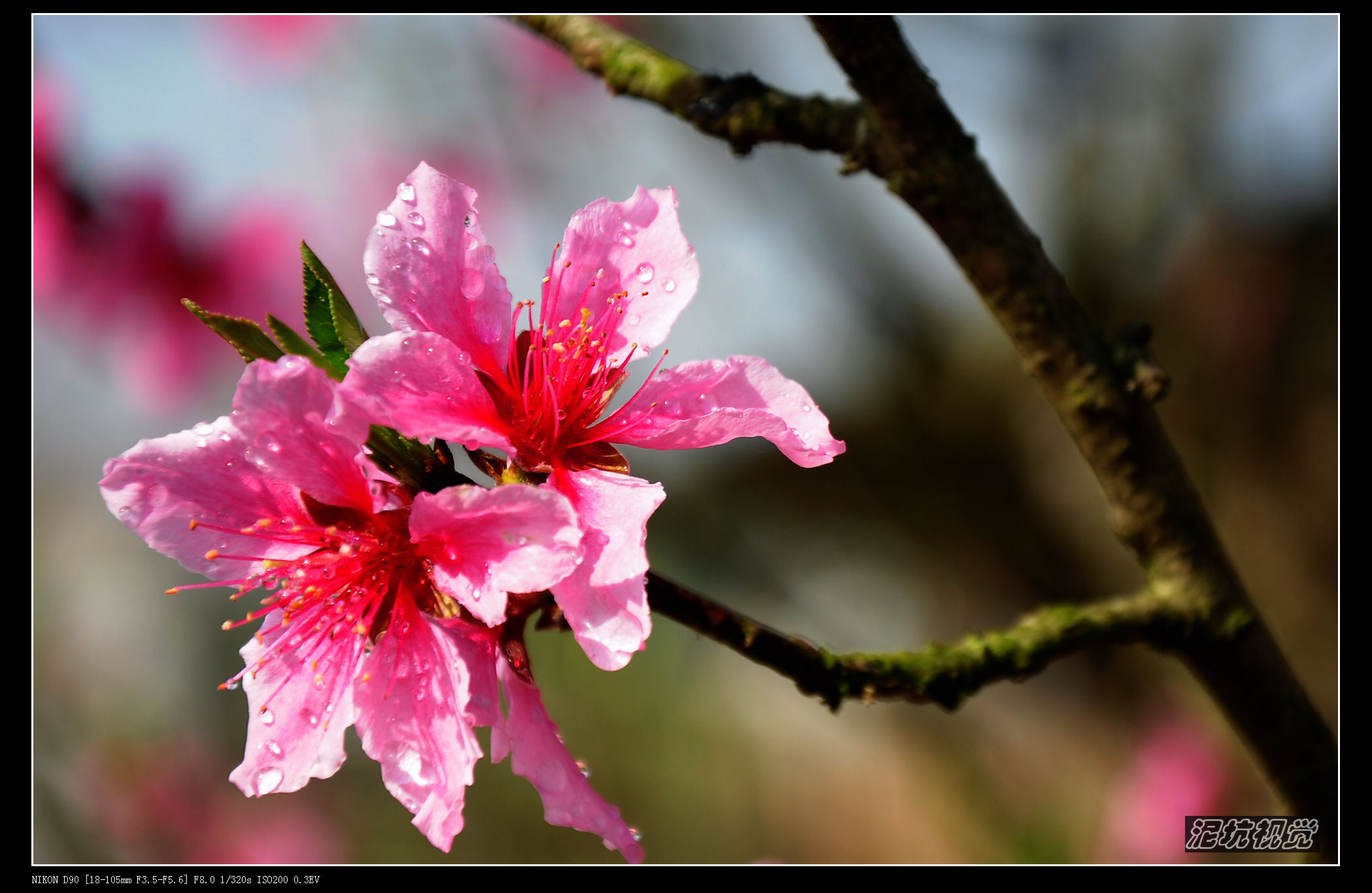 DSC_0043.jpg
