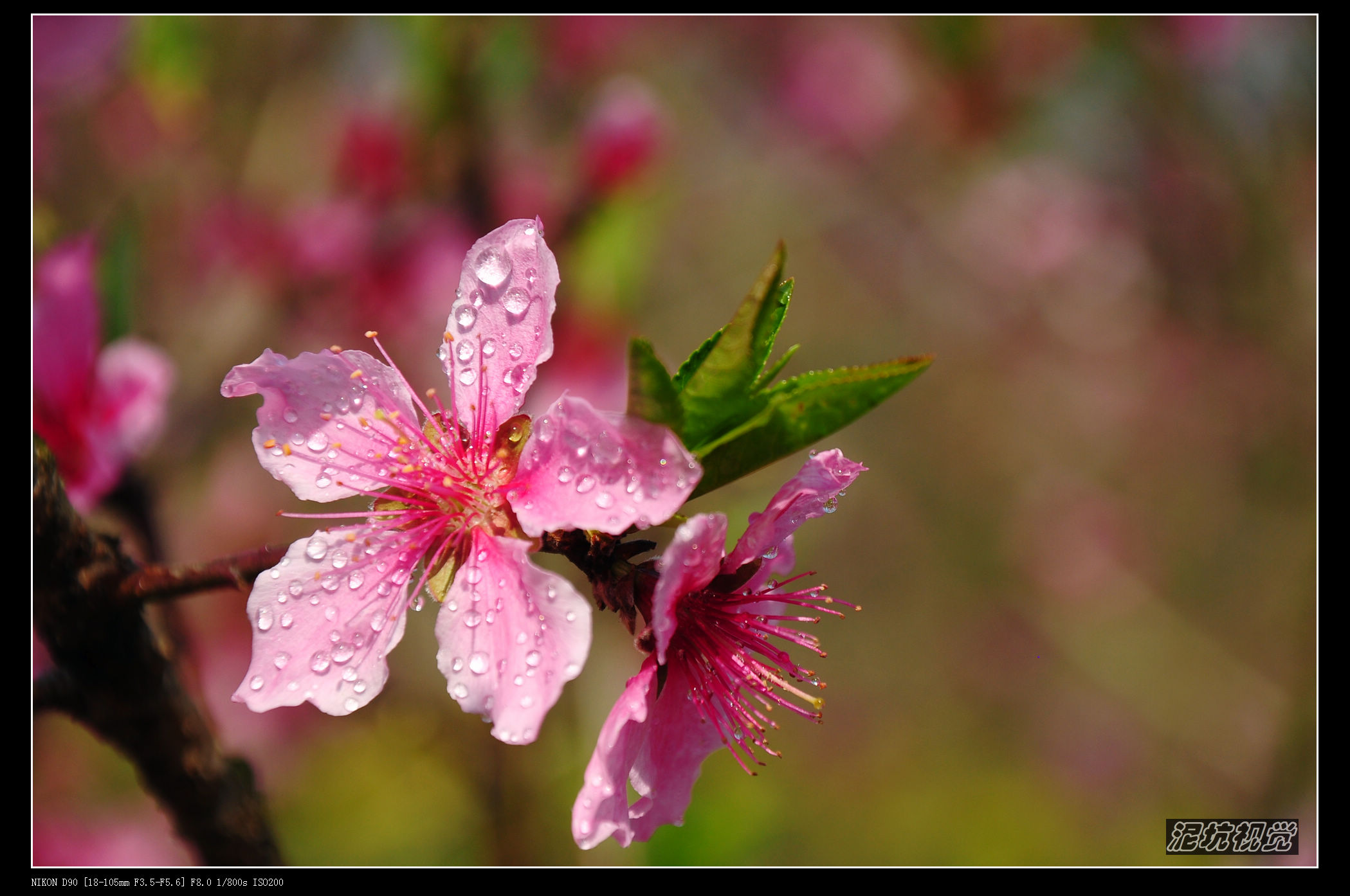 DSC_0048.jpg
