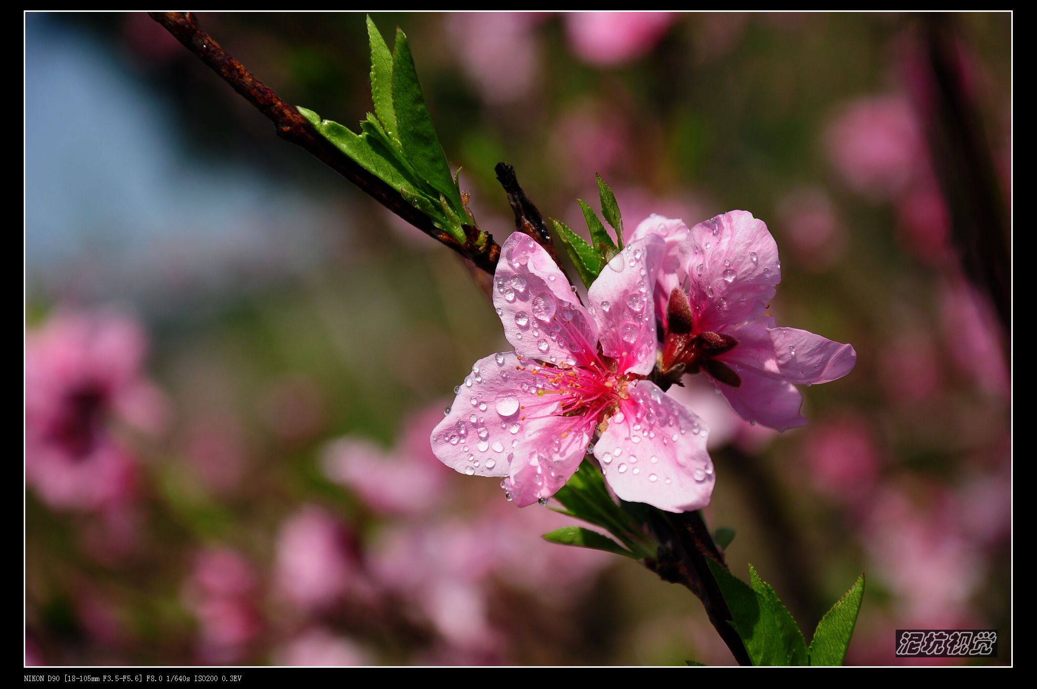 DSC_0065.jpg