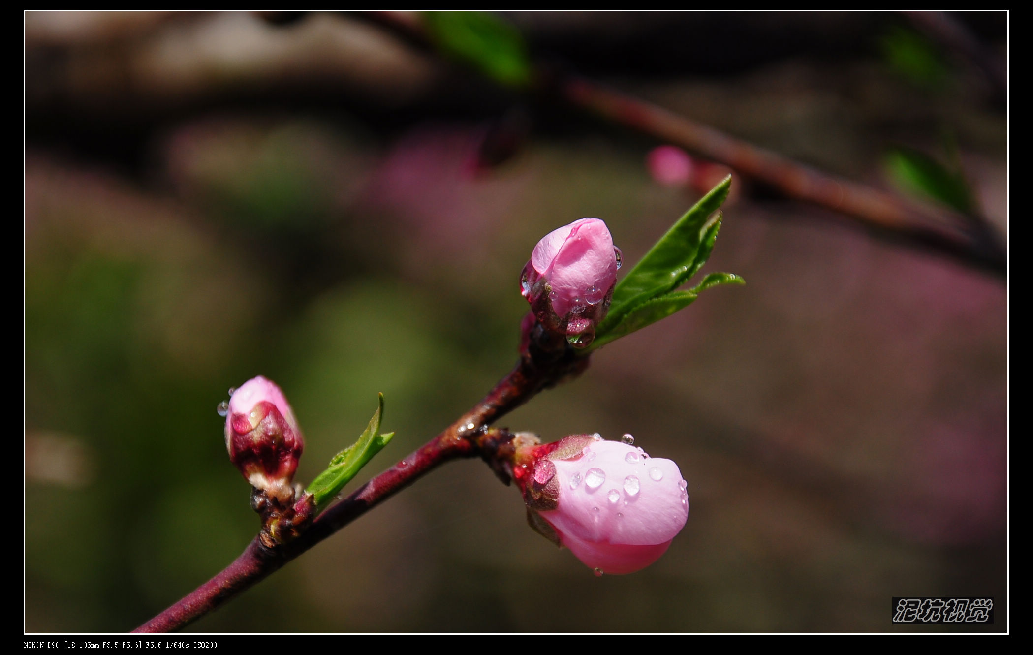 DSC_0159.jpg