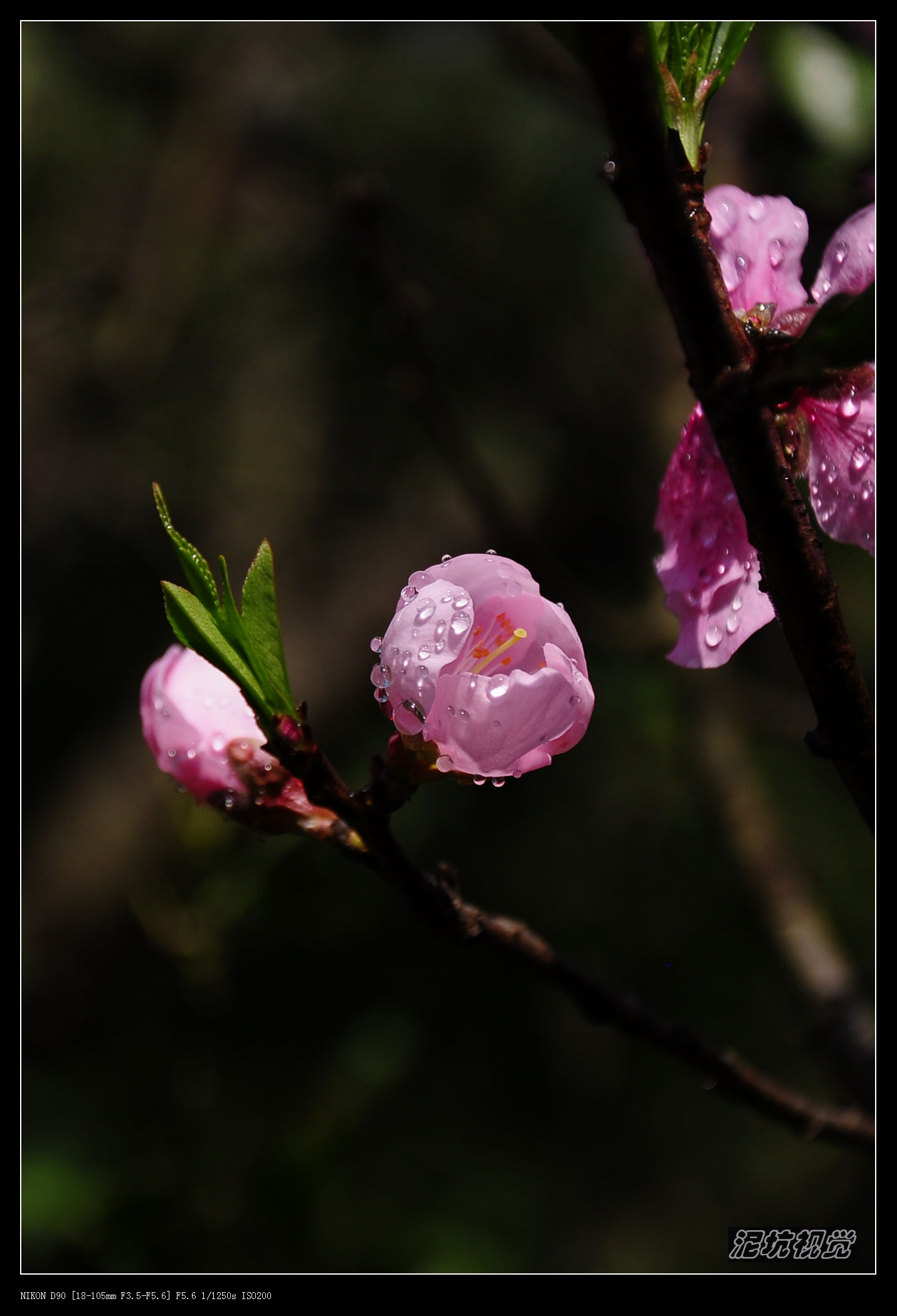 DSC_0162.jpg