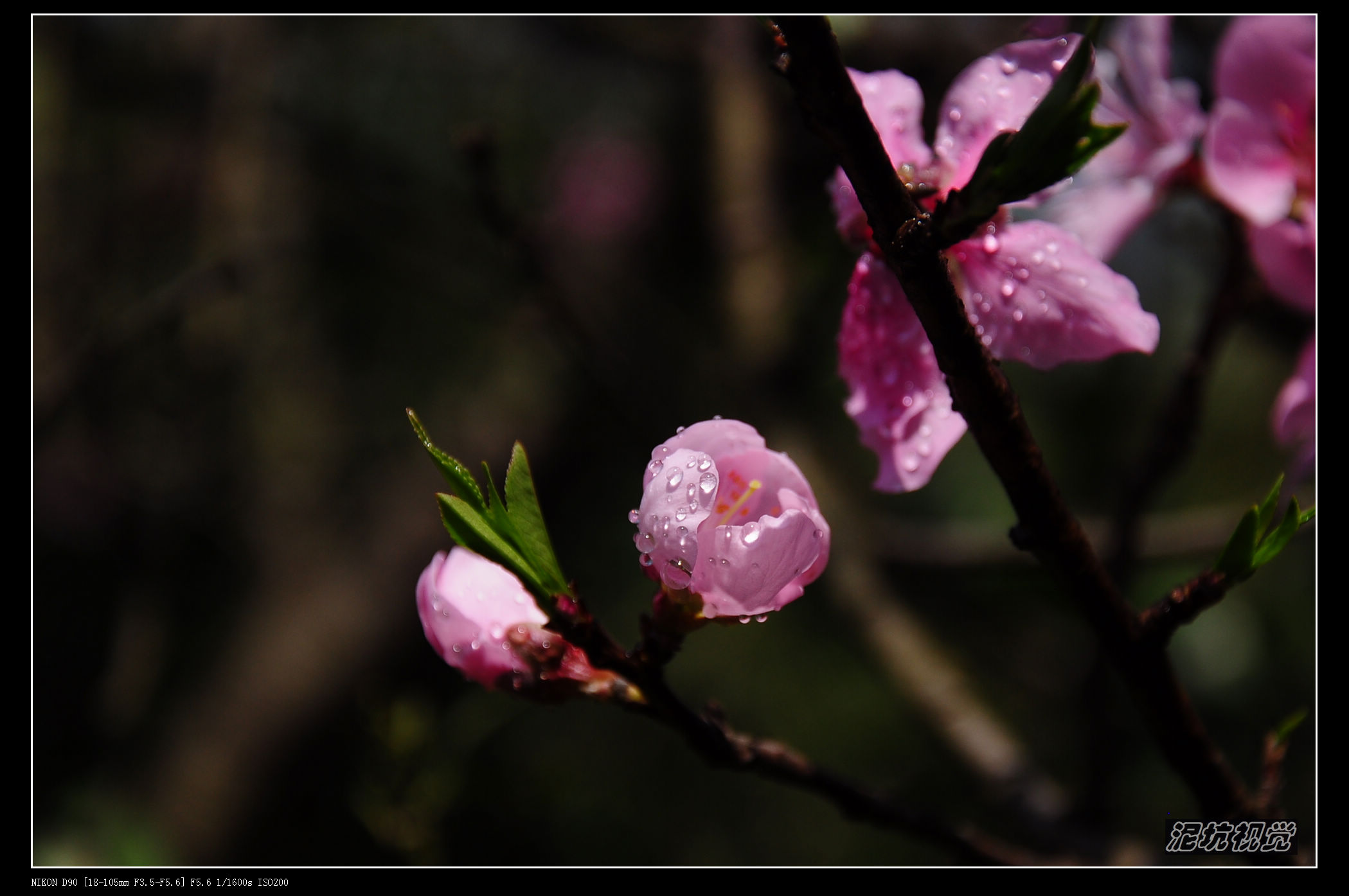 DSC_0163.jpg