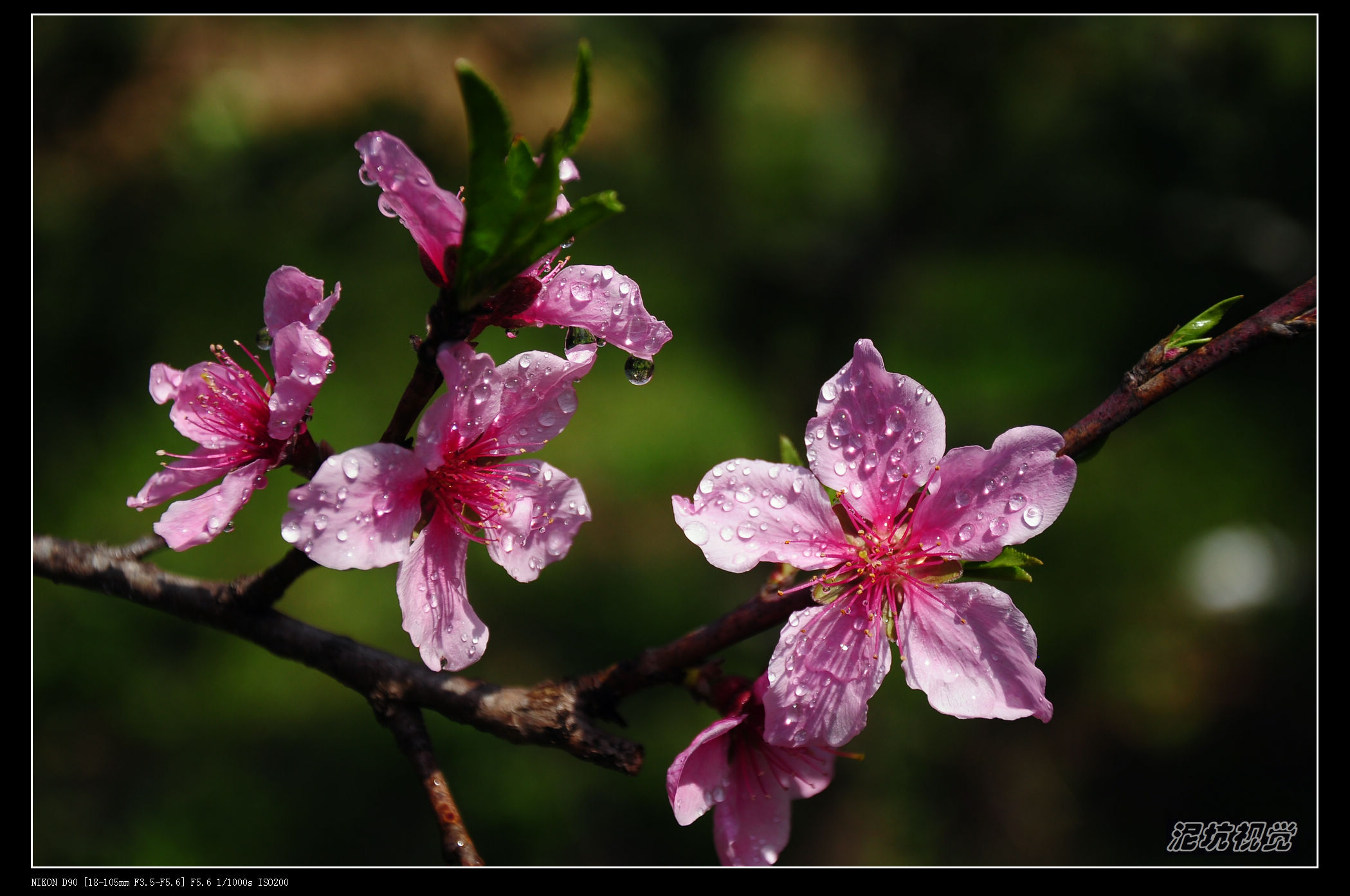 DSC_0161.jpg