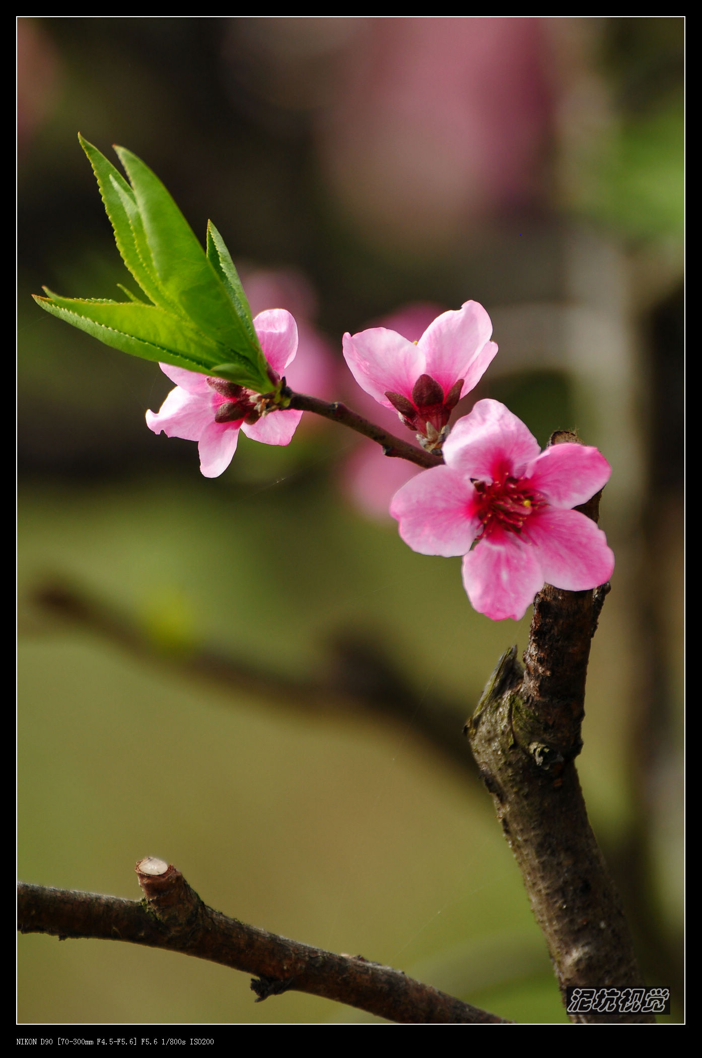 DSC_0025.jpg