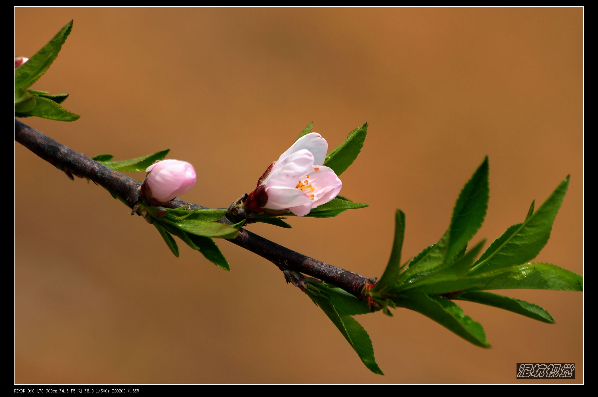 DSC_0074.jpg