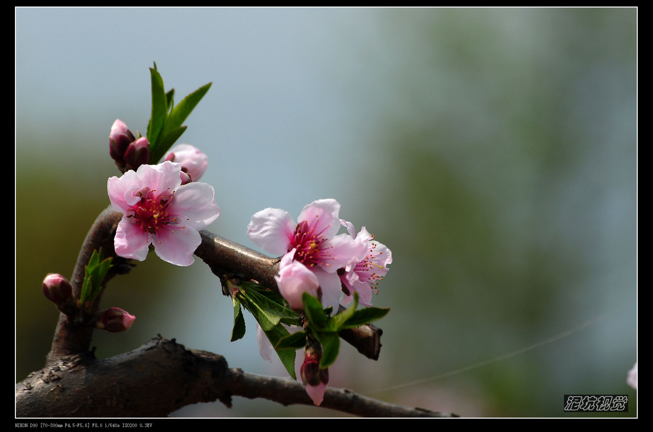 DSC_0076.jpg
