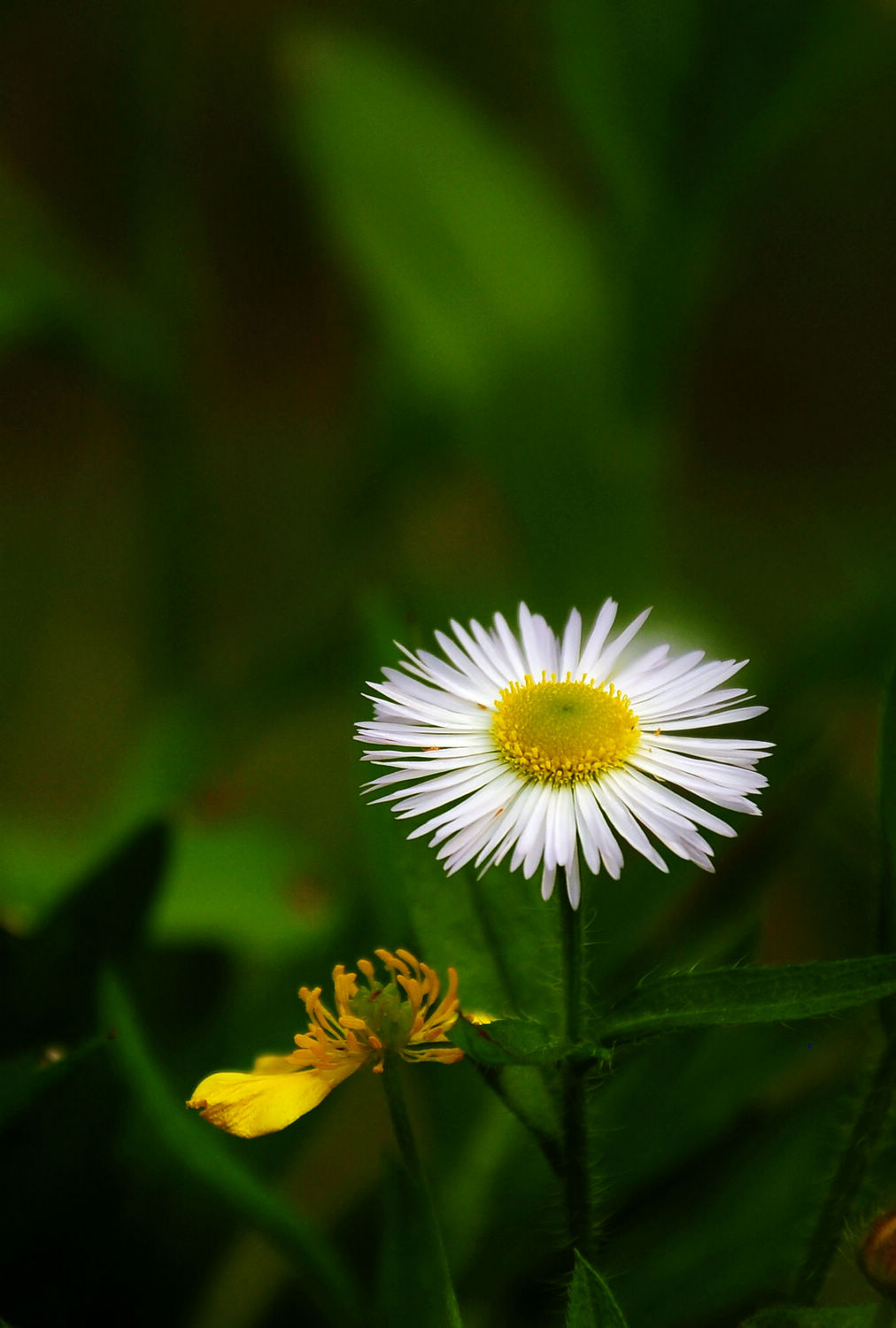 DSC_0185.jpg