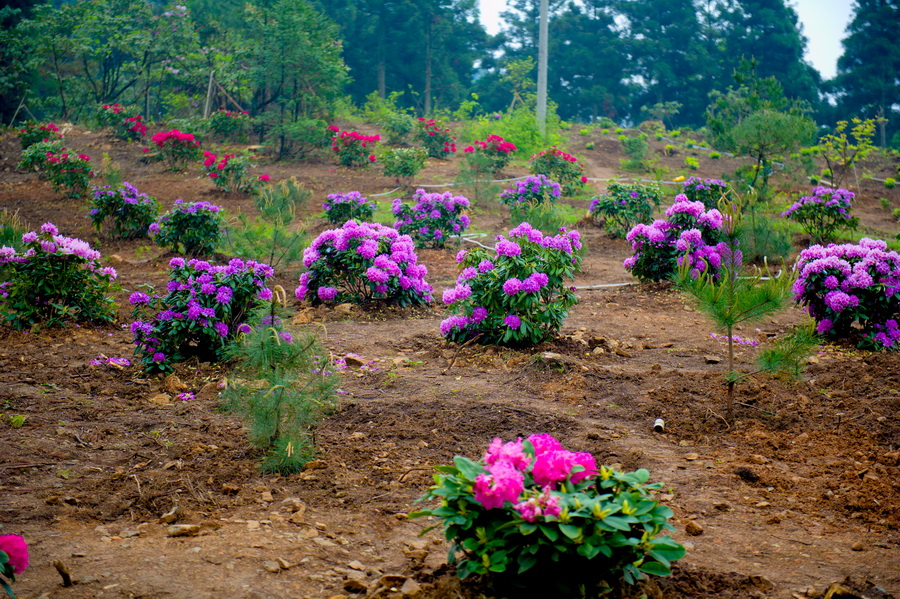 DSC_5536_缩小大小.jpg