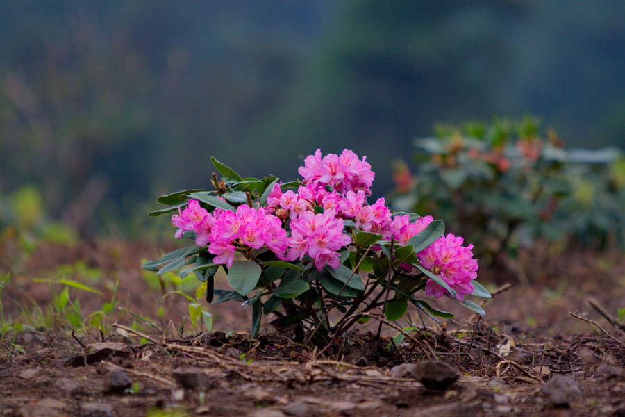 IMG_3597_缩小大小.jpg