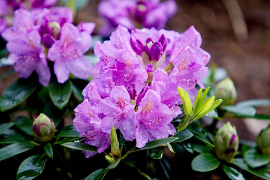 IMG_3645_缩小大小.jpg