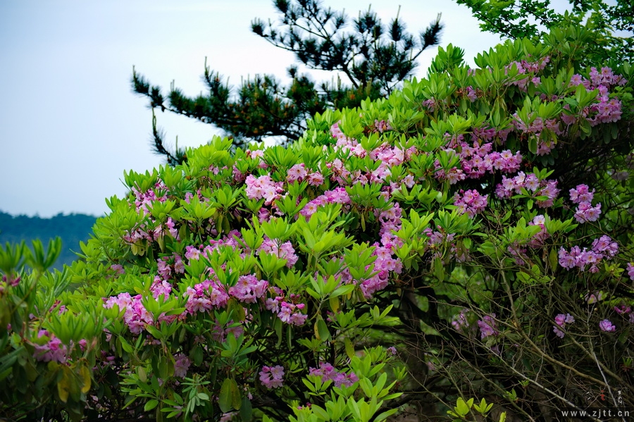 DSC_5558_缩小大小.jpg