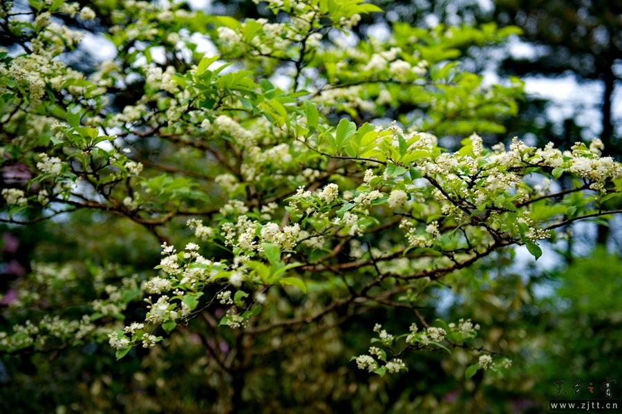 DSC_5560_缩小大小.jpg