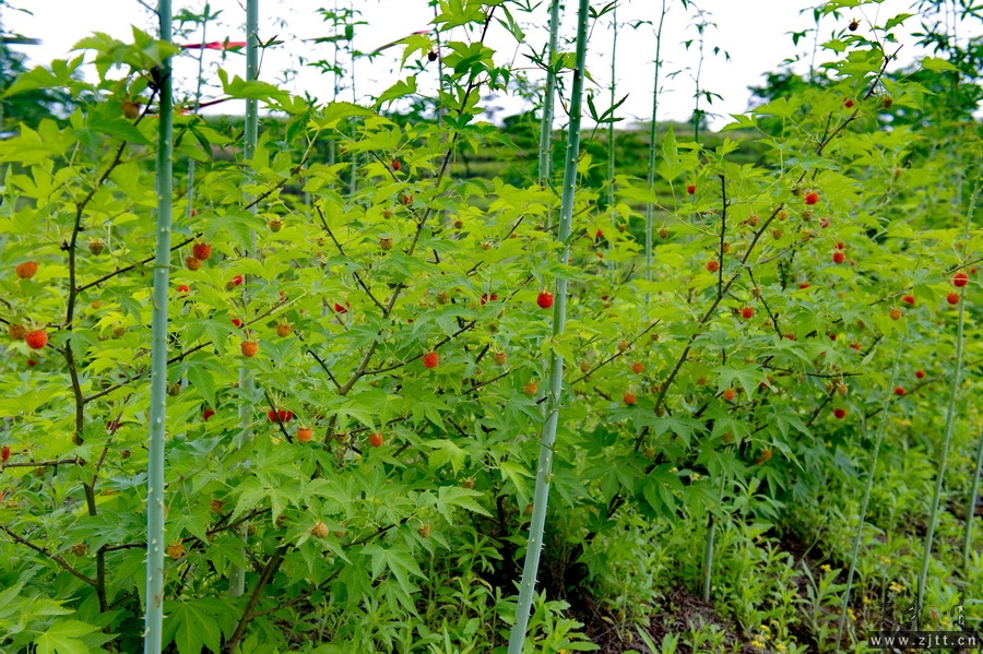 DSC_5610_缩小大小.jpg