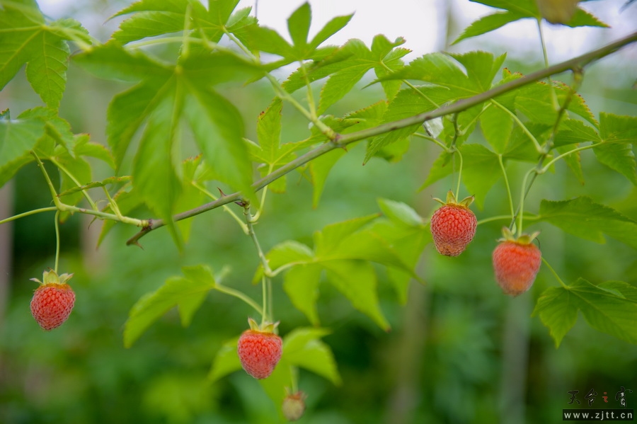 DSC_5595_缩小大小.jpg