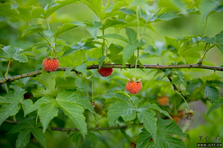 DSC_5603_缩小大小.jpg