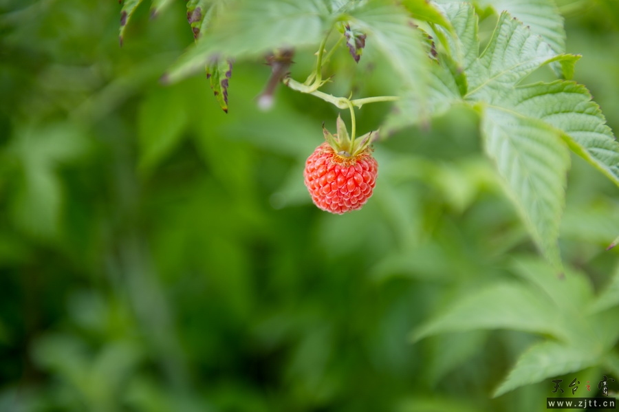 DSC_5601_缩小大小.jpg
