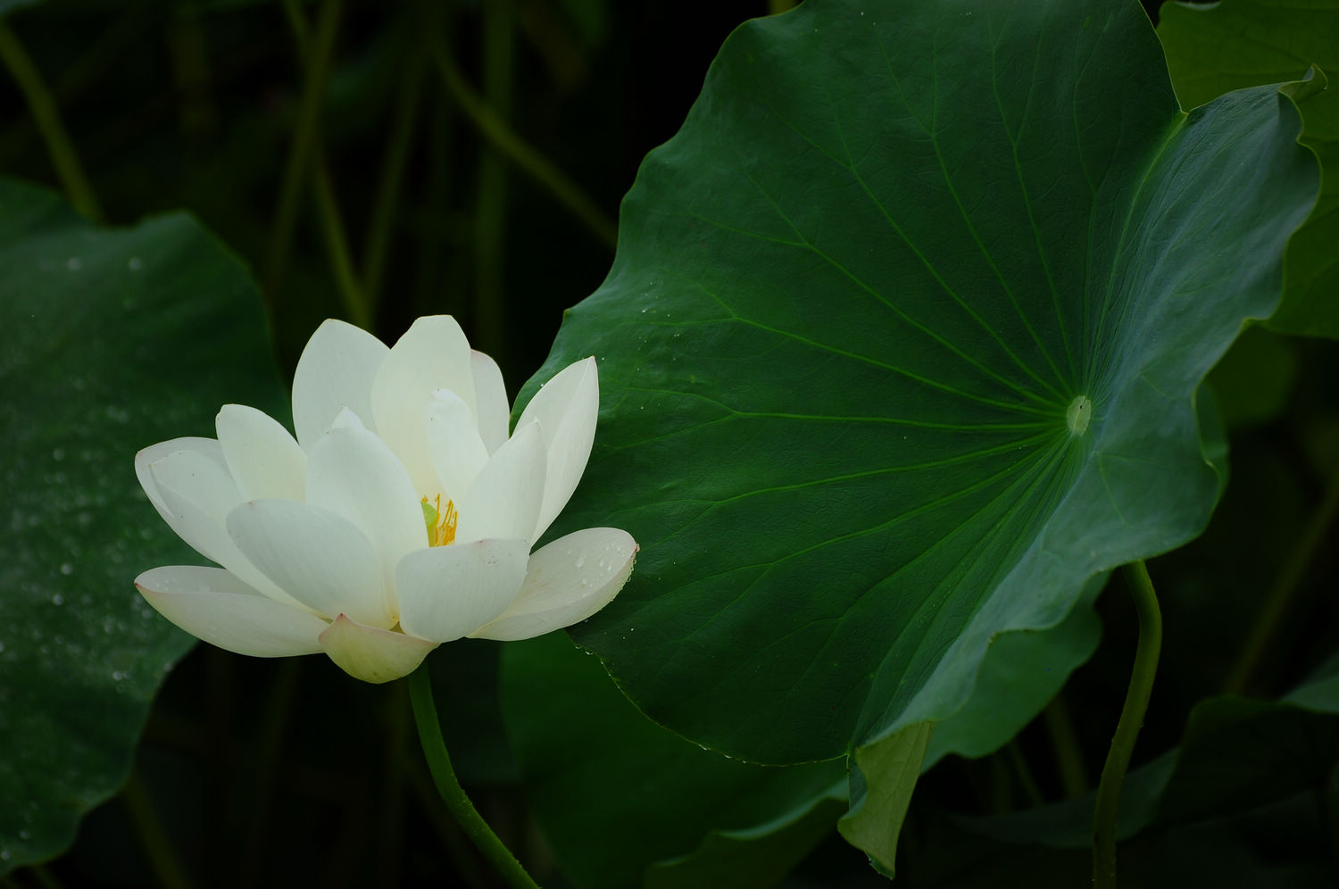 DSC_0055.jpg