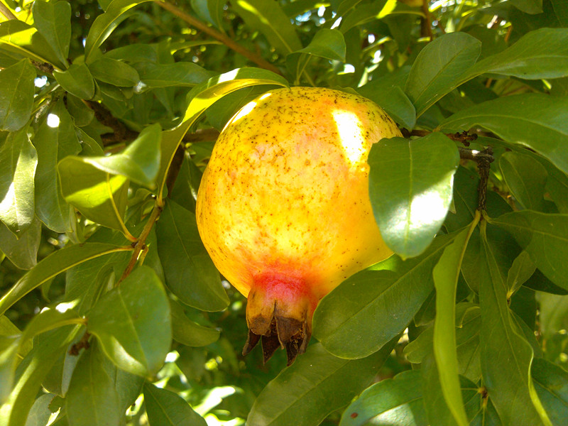 IMG_20120730_115003_副本.jpg