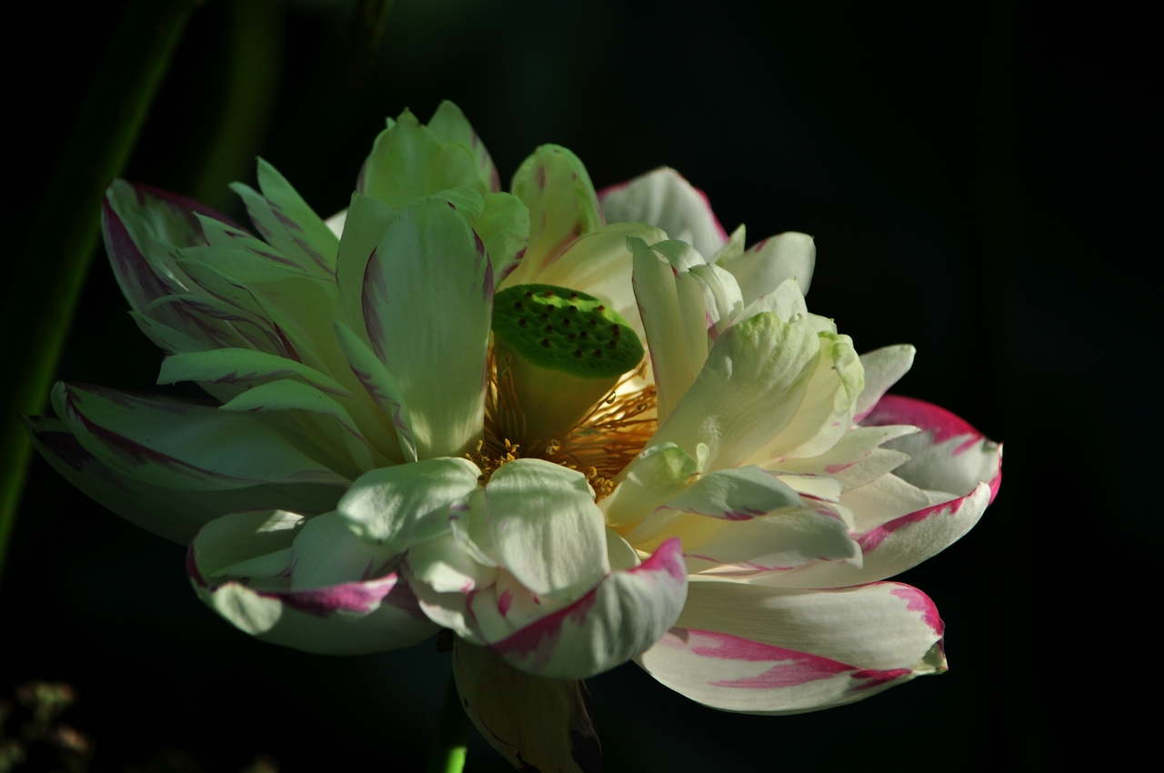 DSC_0203.JPG