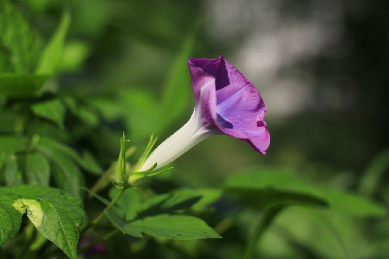 _MG_1337.jpg