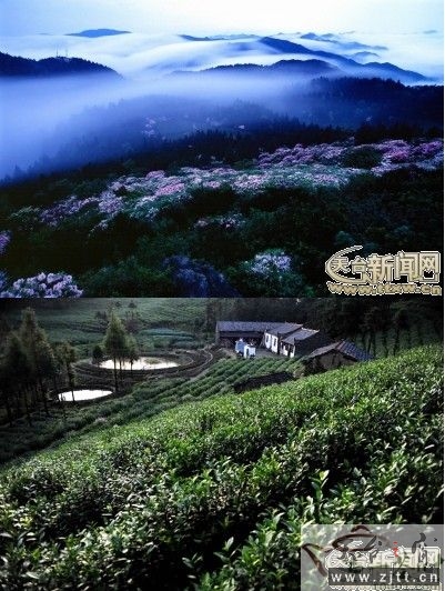 云雾茶.jpg