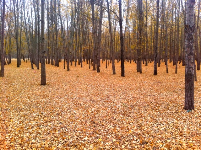 1219_2012103114310400_IMG_2950.JPG