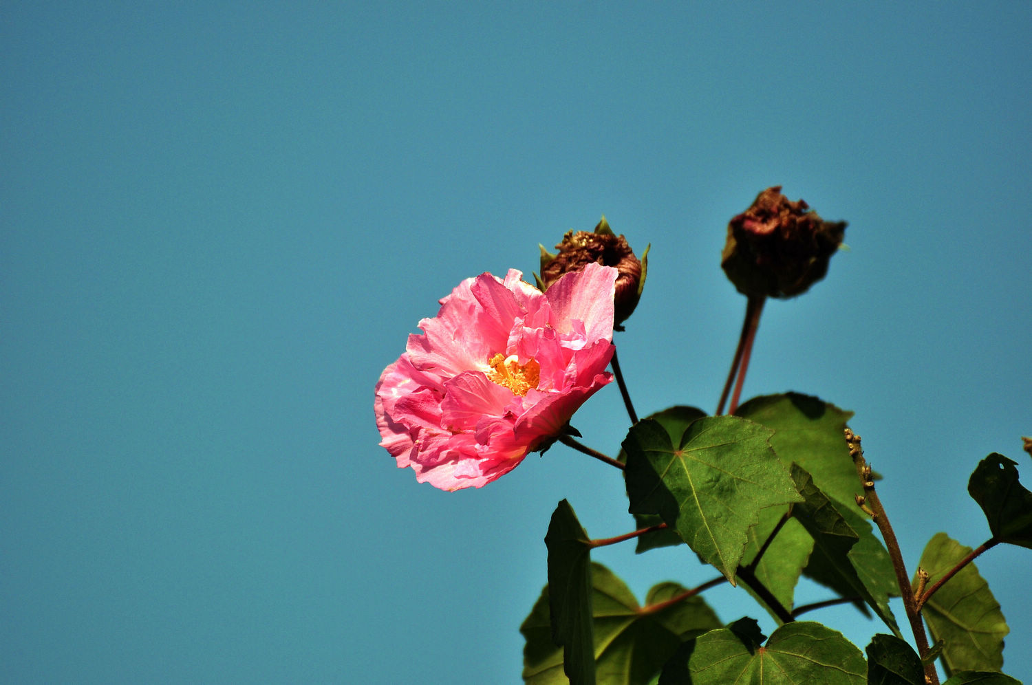 DSC_0949.jpg