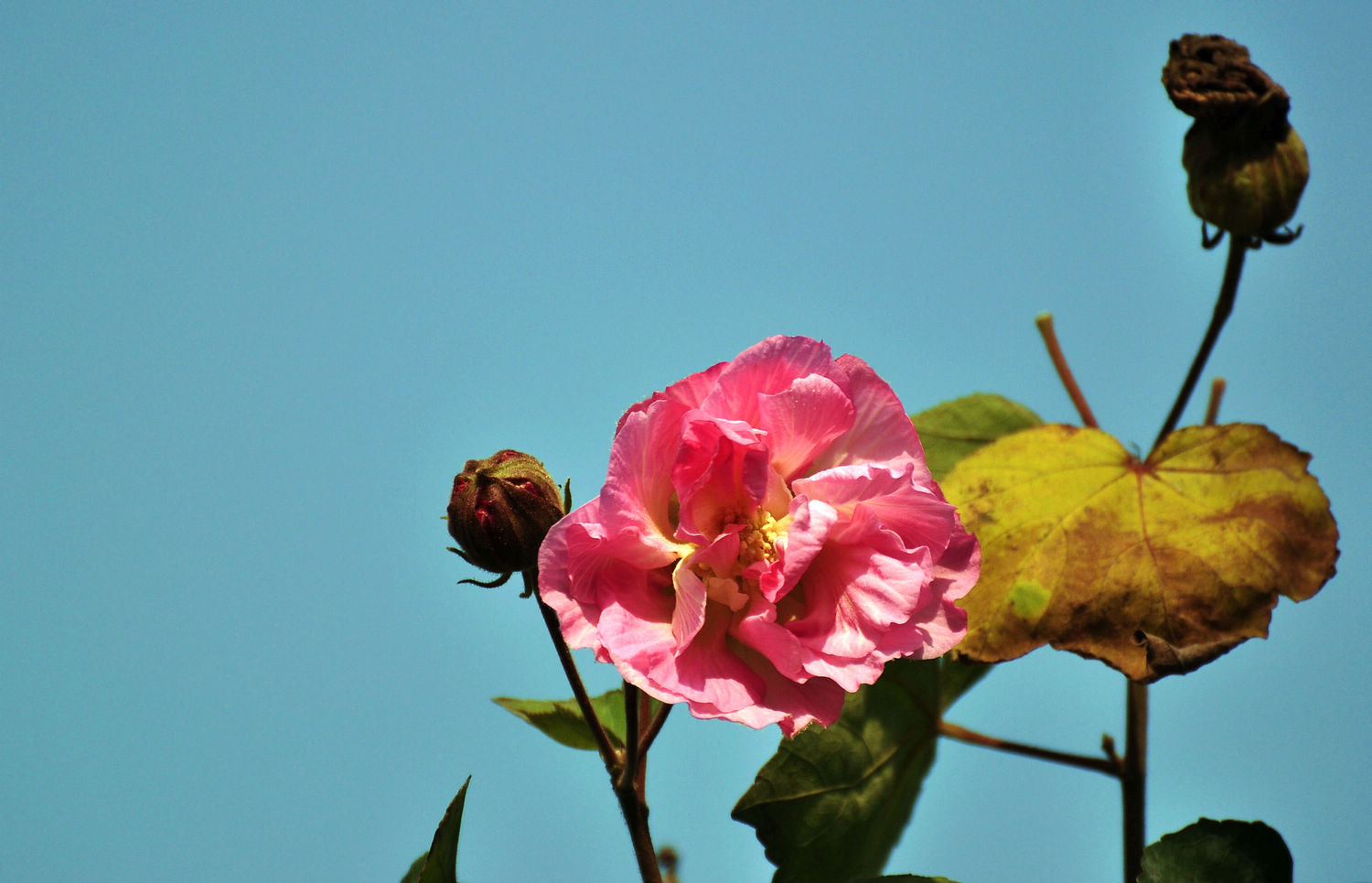 DSC_0950.jpg