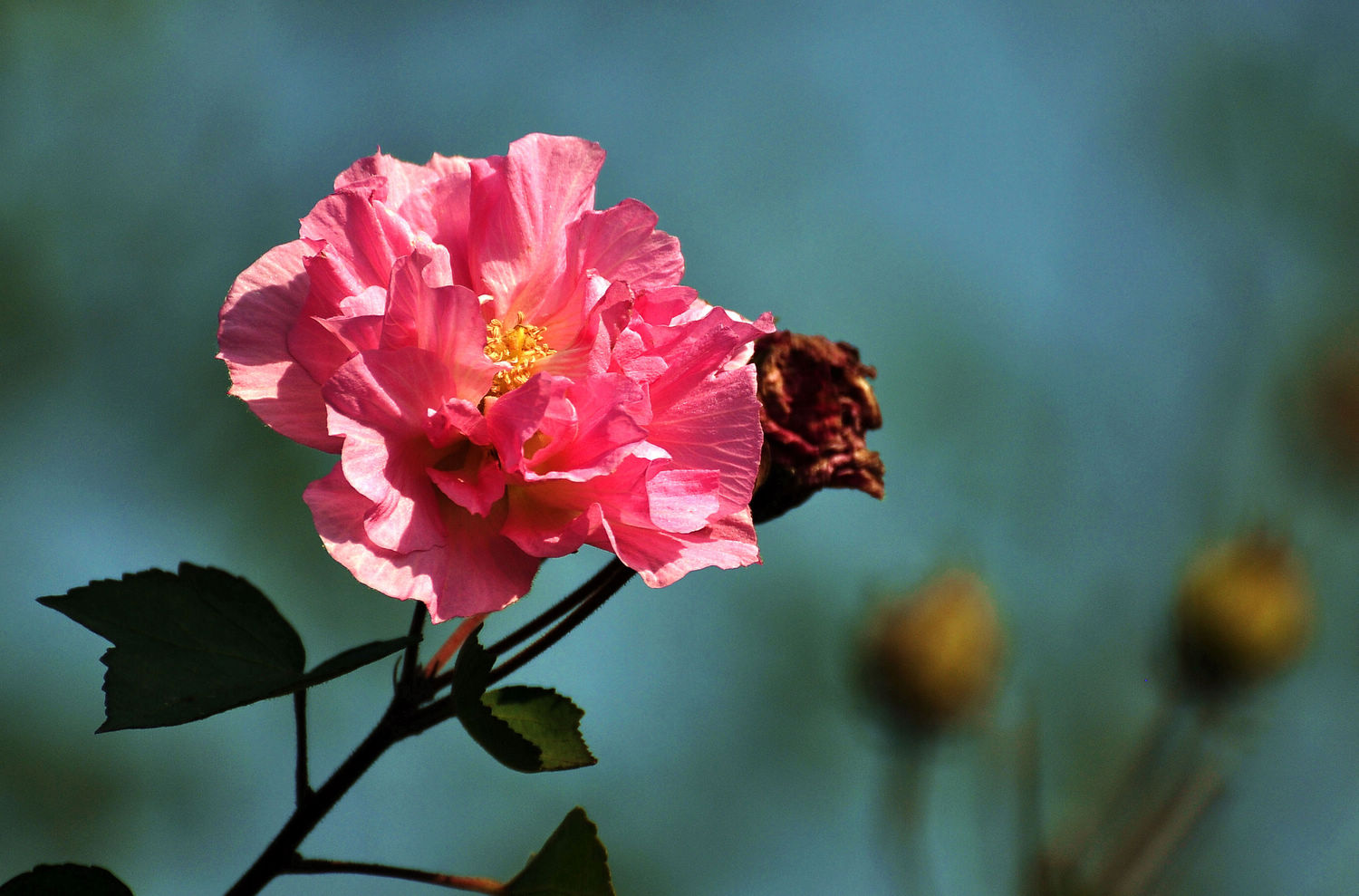 DSC_0958.jpg