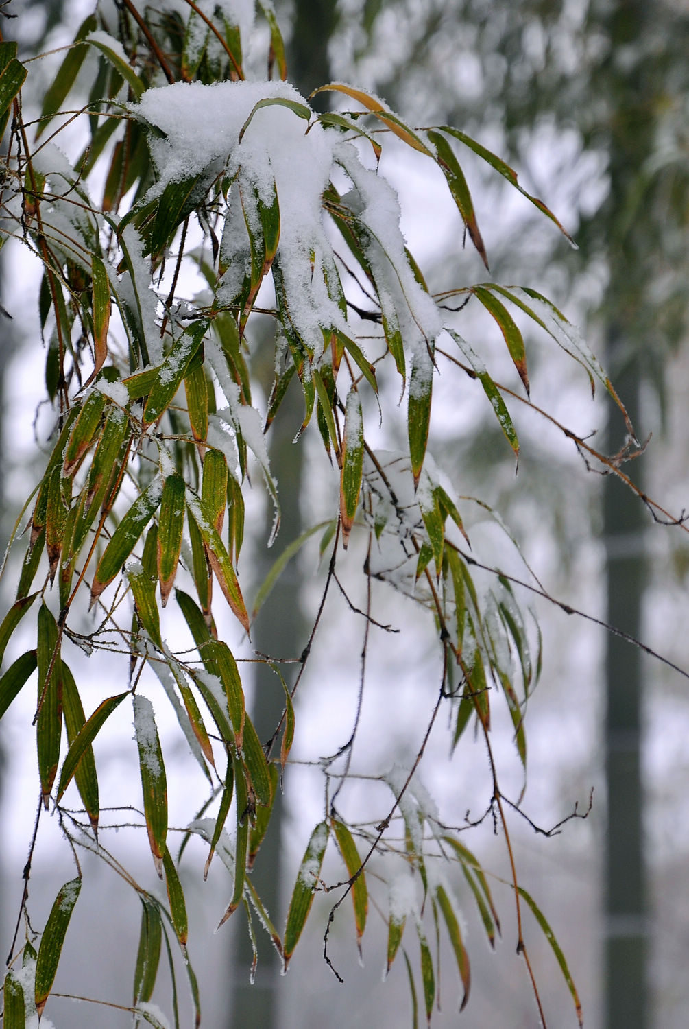 DSC_2252.jpg