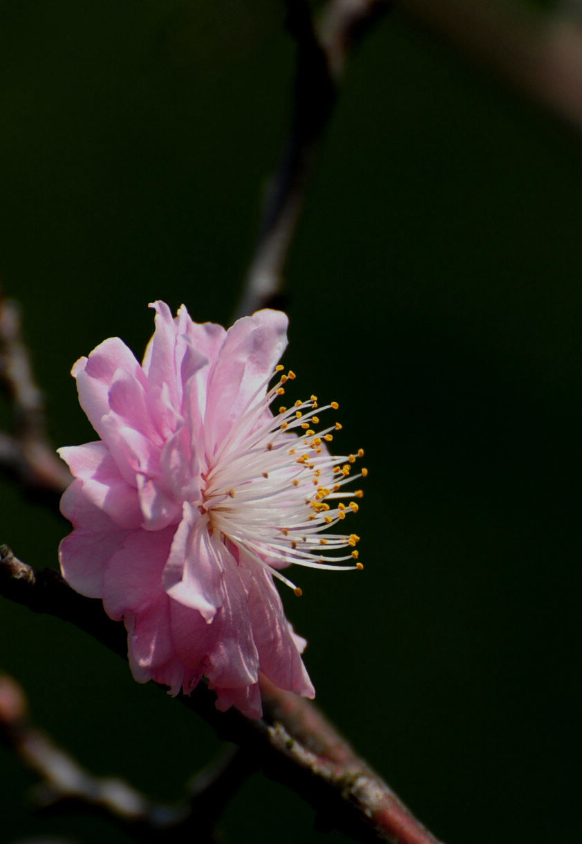 DSC_2331.JPG
