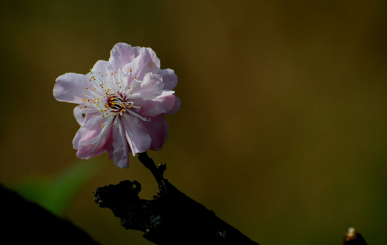 DSC_2337.JPG