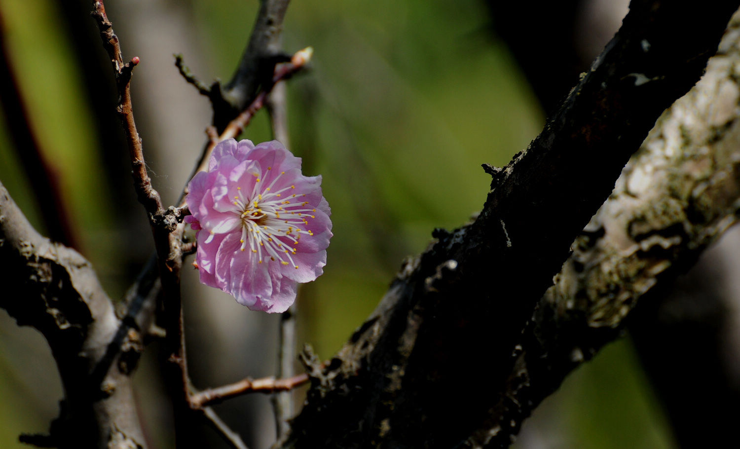 DSC_2339.JPG