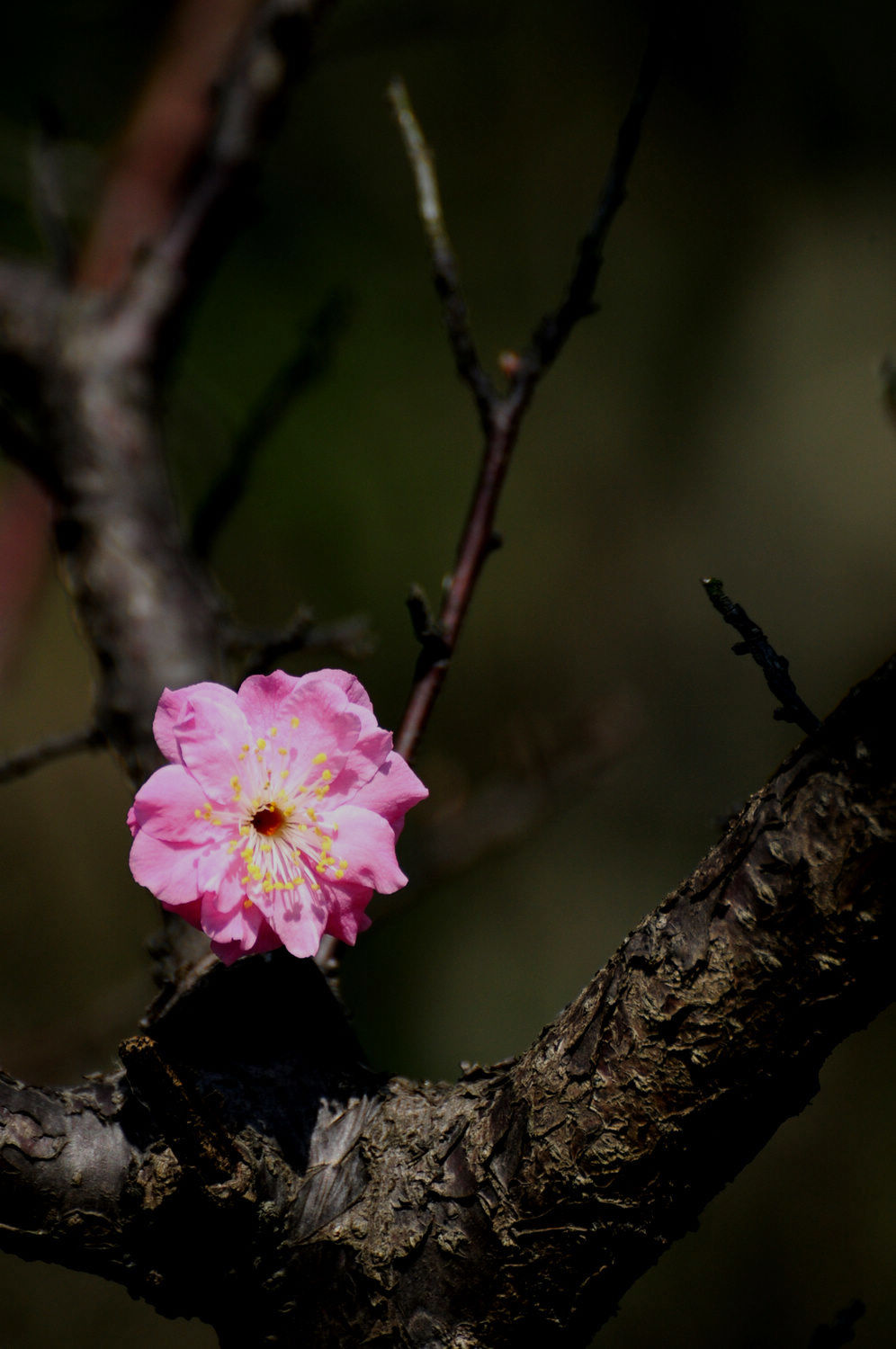DSC_2343.JPG
