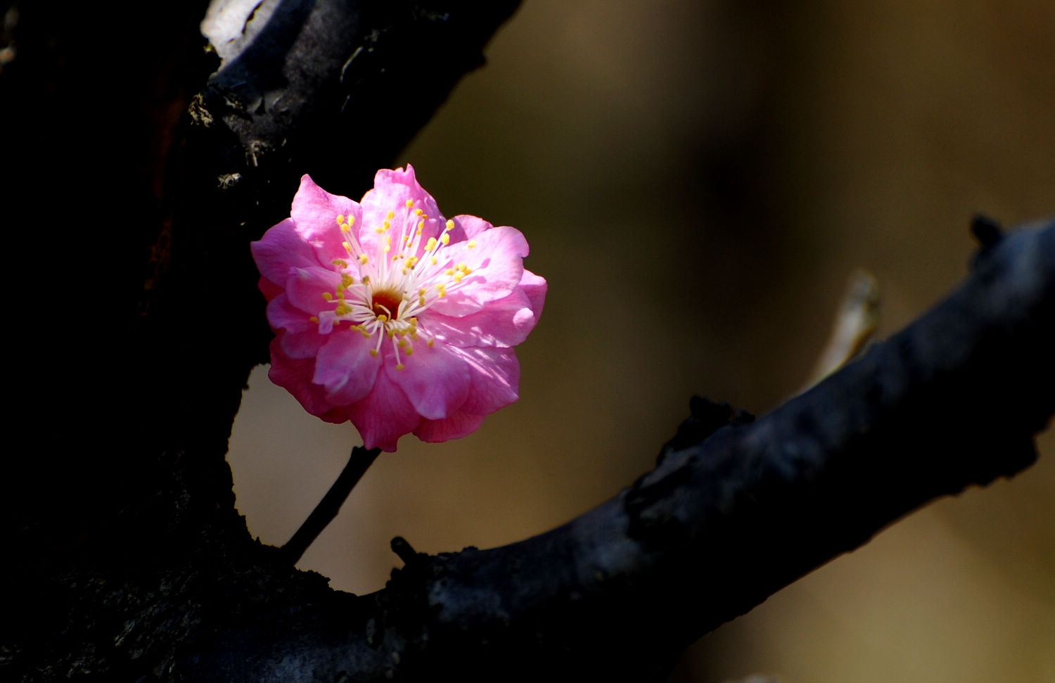 DSC_2345.JPG