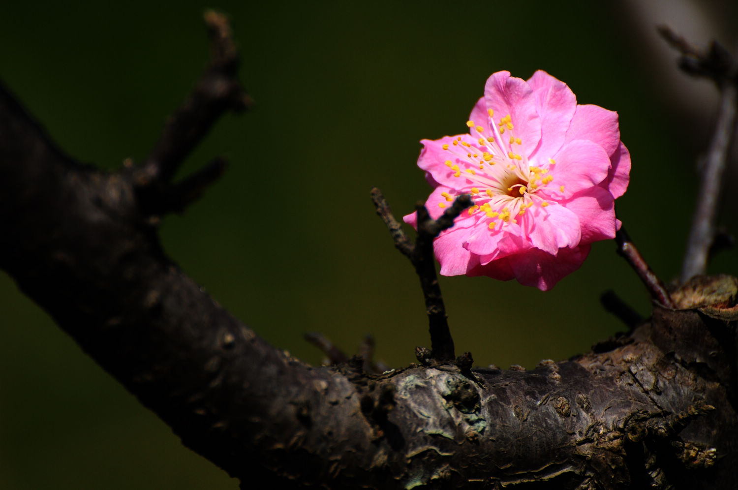 DSC_2346.JPG