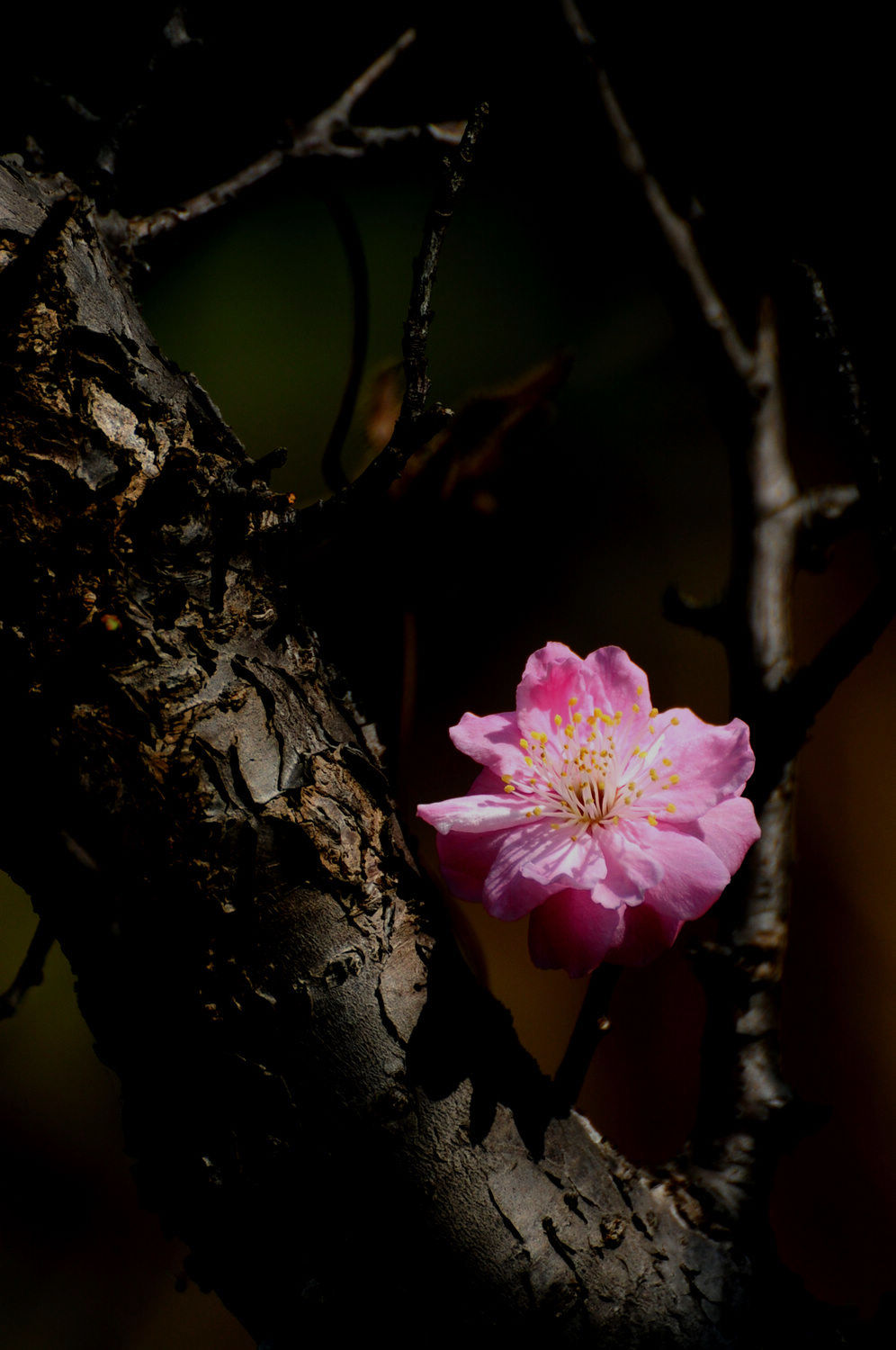 DSC_2348.JPG